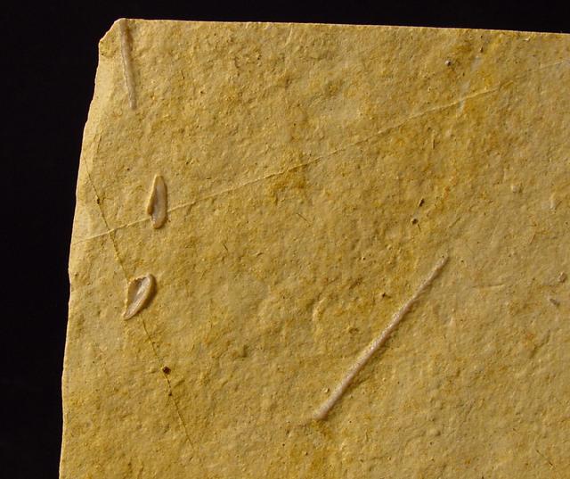 Polycidaris nusplingensis GRAWE-BAUMEISTER et al. 2000 - Bild © FossNet FossilienStore